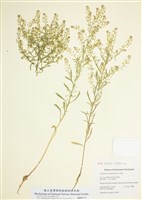 藏品(多枝獨行菜)的圖片